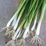 Onion Evergreen Long White Bunching Organic