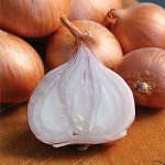 Shallots Holland Red