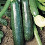 Squash Summer Sure Thing Zucchini Hybrid
