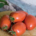 Tomato Amish Paste Organic Heirloom