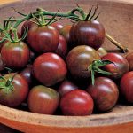 Tomato Black Pearl Hybrid