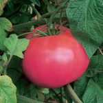 Tomato Brandywine Pink Organic