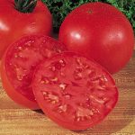 Tomato Burpee’s Big Boy Hybrid