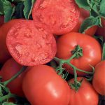 Tomato BushSteak Hybrid
