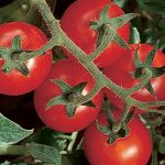 Tomato Chadwick Cherry Organic