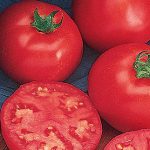 Tomato Northern Exposure Hybrid