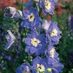 Delphinium Summer Skies