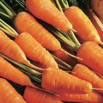 Carrot Red Cored Chantenay