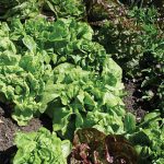 Lettuce All Season Butterhead Mix