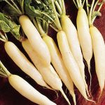 Radish White Icicle