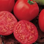 Tomato Bucks County Hybrid