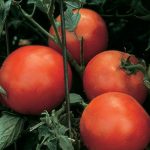Tomato Celebrity Hybrid
