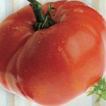 Tomato Delicious