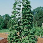 Pole Bean And Pea Tower