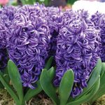 Hyacinth Blue Pearl