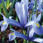 Iris reticulata Cantab