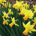 Daffodil Jetfire