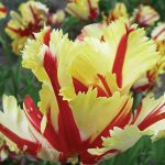 Tulip Flaming Parrot