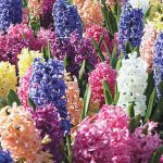 Hyacinth Mix