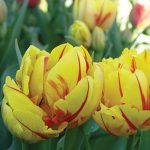 Tulip Monsella Double Flowering