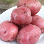 Potato Red Lasoda