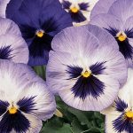 Pansy Blue Frost
