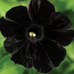 Petunia Black Cat