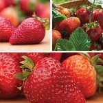 Strawberry All Season Collection