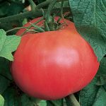 Tomato Brandywine Red