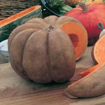 Pumpkin Musquee de Provence