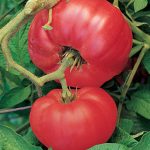 Tomato Brandywine Red (Potato Leaf)
