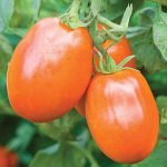 Tomato Orange Roma