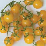 Tomato Yellow Currant