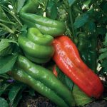 Pepper Sweet Marconi Rosso Organic