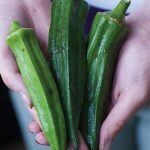 Okra Perkins Mammoth Long Pod