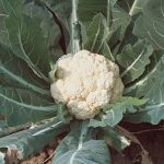 Cauliflower Snowball Self-Blanching