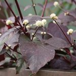 Alternanthera Purple Knight