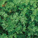 Parsley Italian Flat Leaved Organic