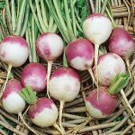 Turnip Purple Top White Globe Organic