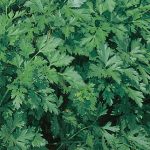 Parsley Italian Dark Green Organic