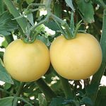 Tomato Garden Peach Organic