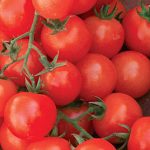 Tomato Sweetie Organic