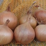 Onion Sturon Organic