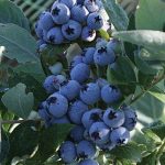 Blueberry Jubilee