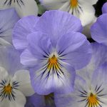 Pansy Plentifall Frost