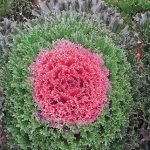 Flowering Kale Glamour Red