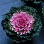 Flowering Kale Song Bird Pink