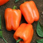 Pepper Sweet Orange Blaze Hybrid