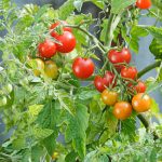 Tomato Lizzano Hybrid