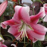 Lily Oriental Uchida